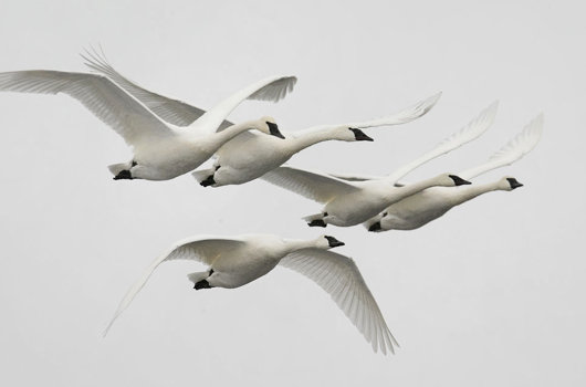 trumpeter swan flying