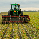 Beet harvest