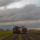 Beet harvest