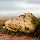 Beet harvest