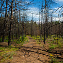 BWCA