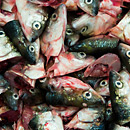 Herring