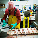 Herring