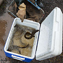 Lamprey