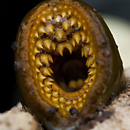 Lamprey