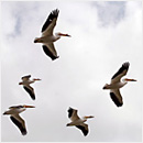 Pelicans