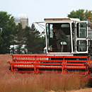 Prairie