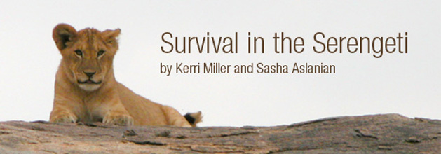Survival in the Serengeti by Kerri Miller and Sasha Aslanian
