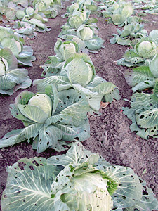 Locally grown cabbage