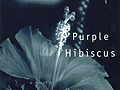 Purple Hibiscus, by Chimamanda Adichie