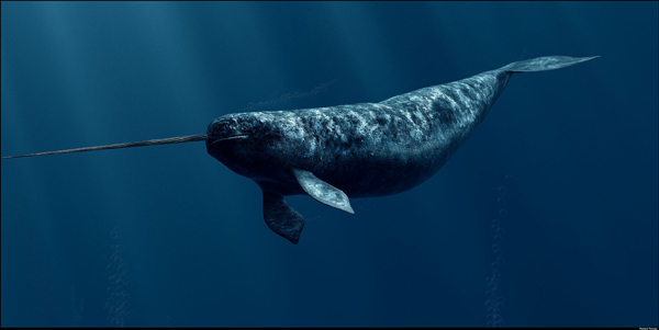 Are Narwhals Extinct